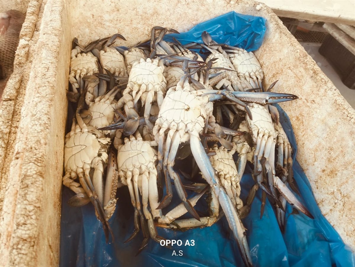 سوق الأسماك الحضري النموذجي بالإسماعيلية، فيتو