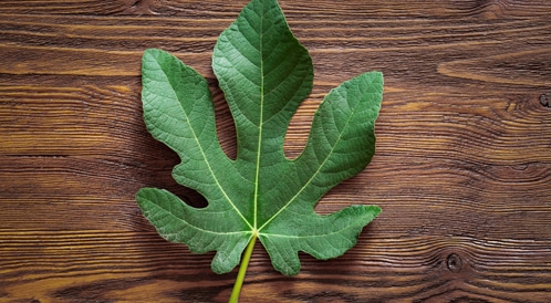 فوائد ورق التين&nbsp;