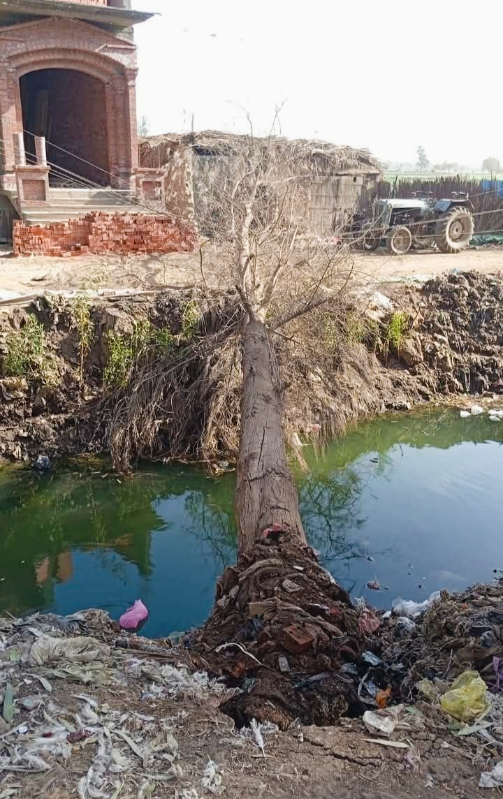 الرياح الشديدة تتسبب في سقوط شجرة على أسلاك الكهرباء في الغربية