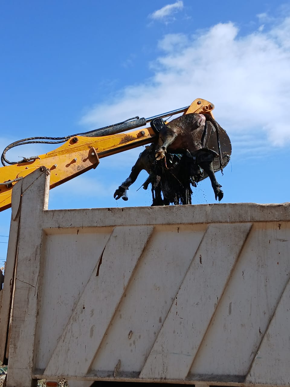 رفع حيوانات نافقة بترعة بالقليوبية، فيتو&nbsp;