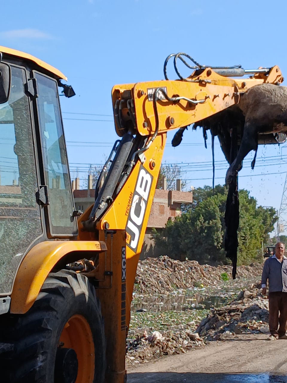 رفع حيوانات نافقة بترعة بالقليوبية، فيتو&nbsp;