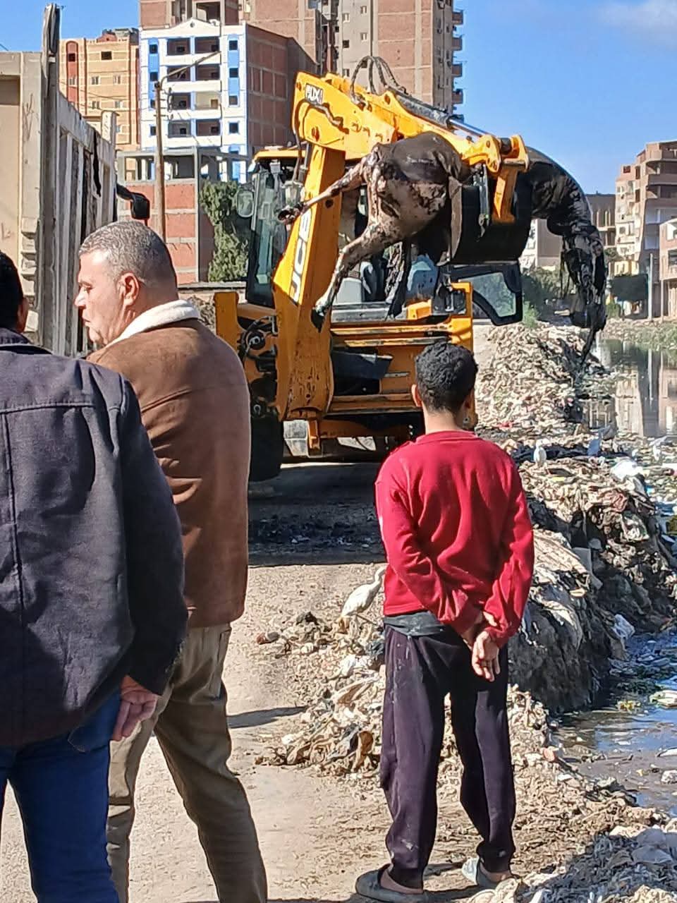 رفع حيوانات نافقة بترعة بالقليوبية، فيتو&nbsp;