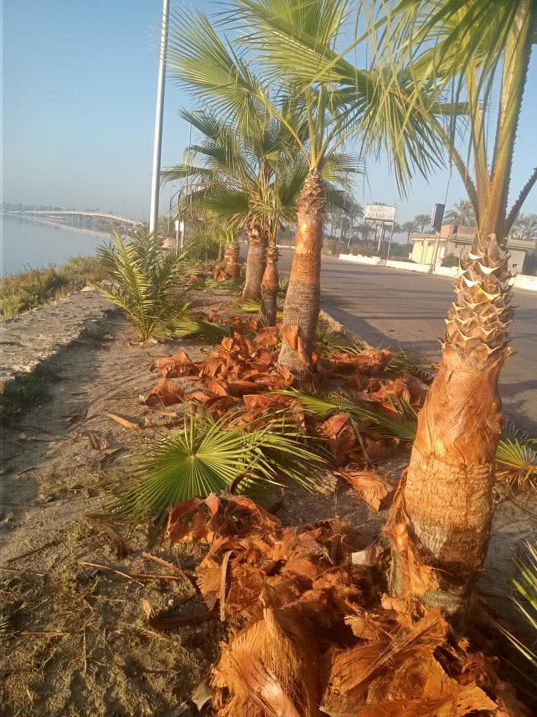 رفع كفاءة وتجميل مداخل مدينة رأس البر&nbsp;