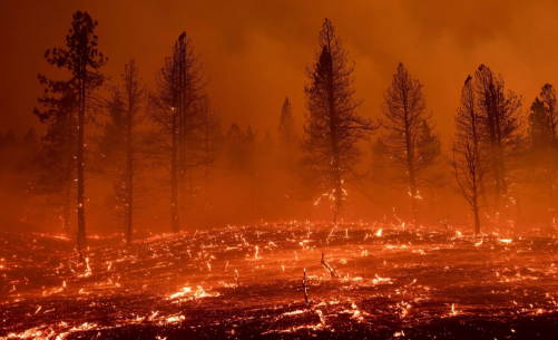 حرائق الغابات في الأرجنتين، فيتو