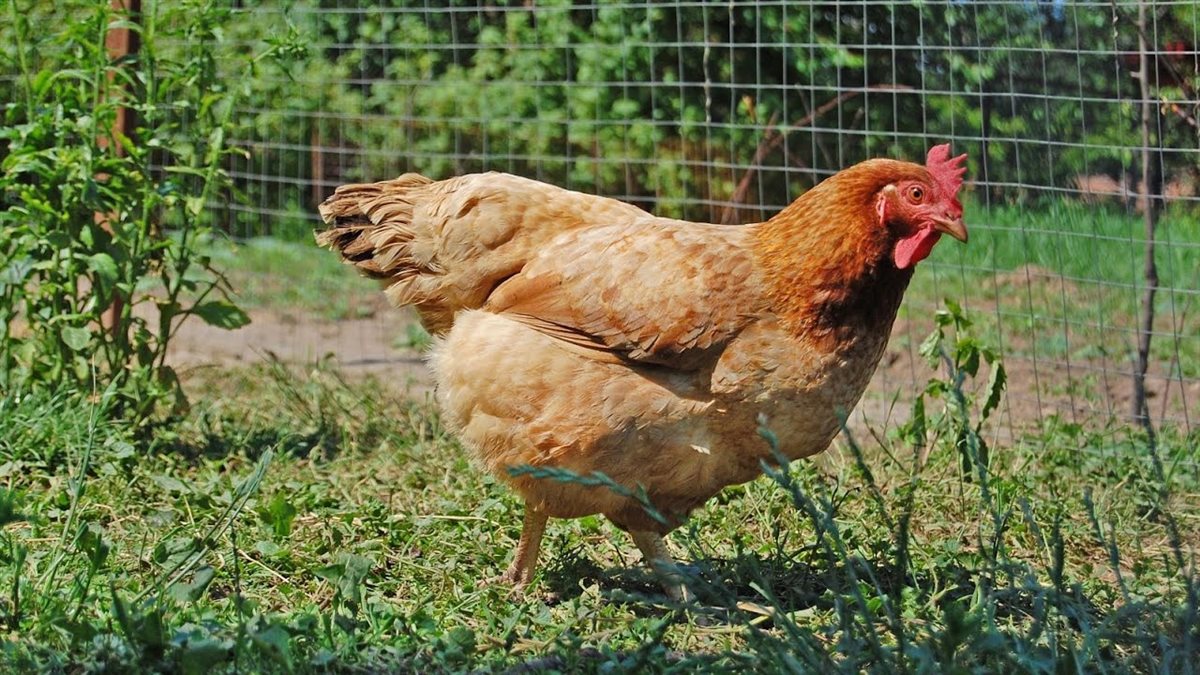 أسعار الفراخ اليوم، فيتو