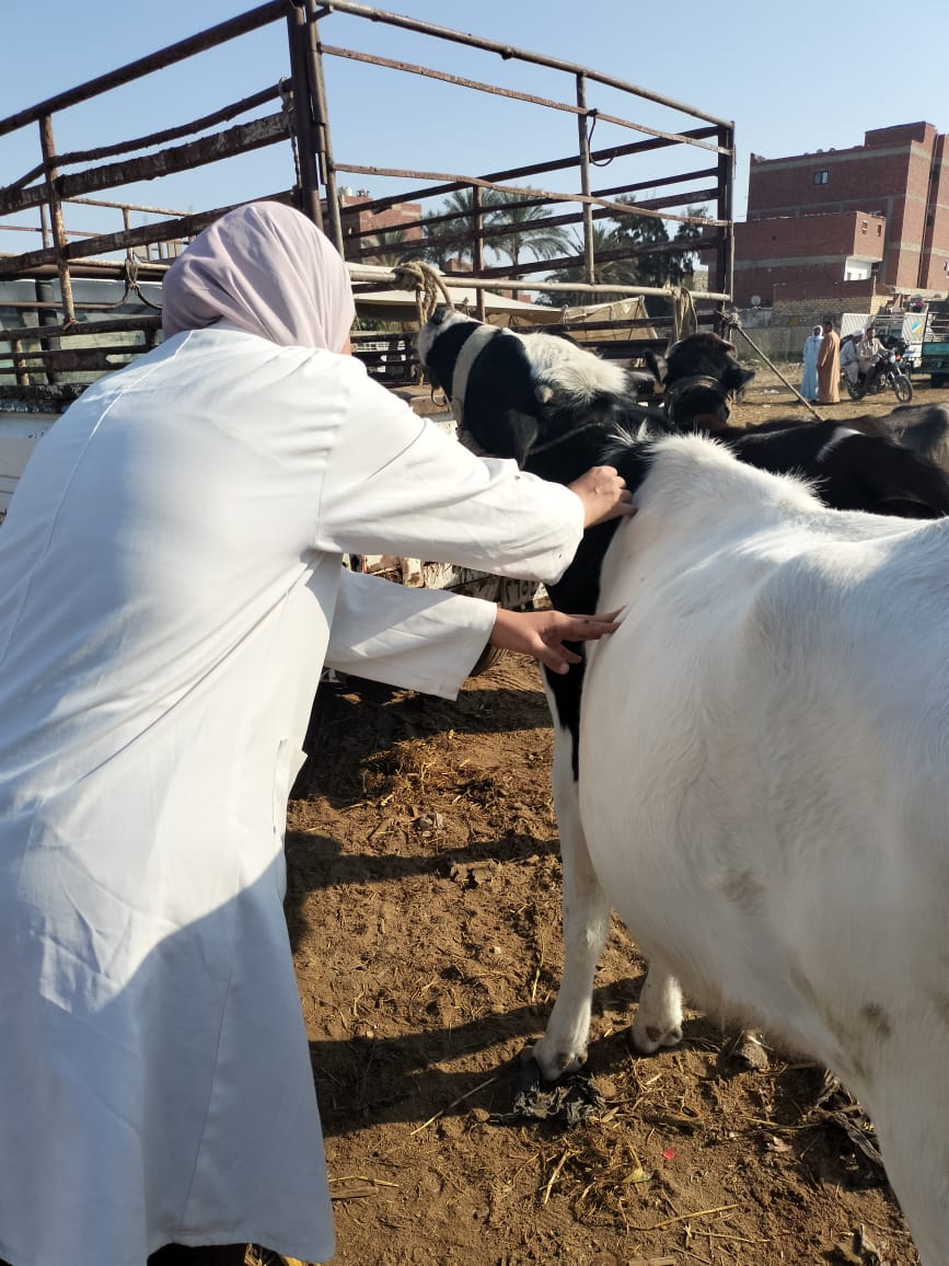 جانب من فاعليات الحملة،فيتو