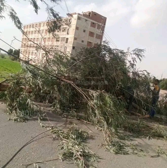 خسائر الشرقية بسبب الطقس السيء،فيتو