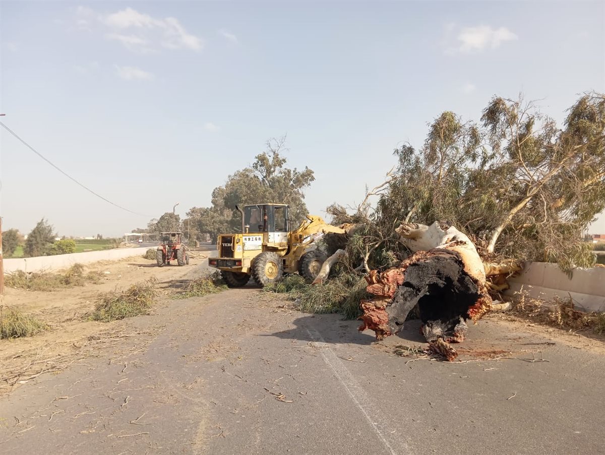 سقوط شجرة بطريق الإسماعيلية الزراعي،فيتو