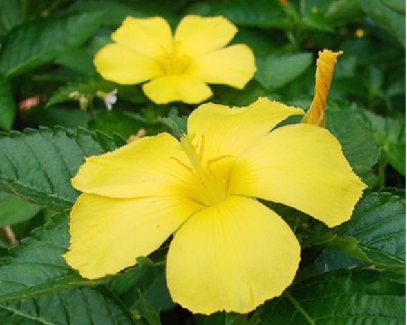 فوائد عشبة الدميانة&nbsp;