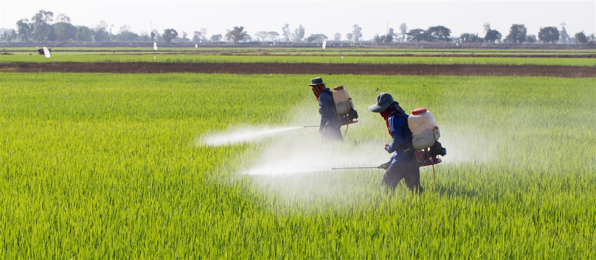 سعر السماد اليوم، فيتو