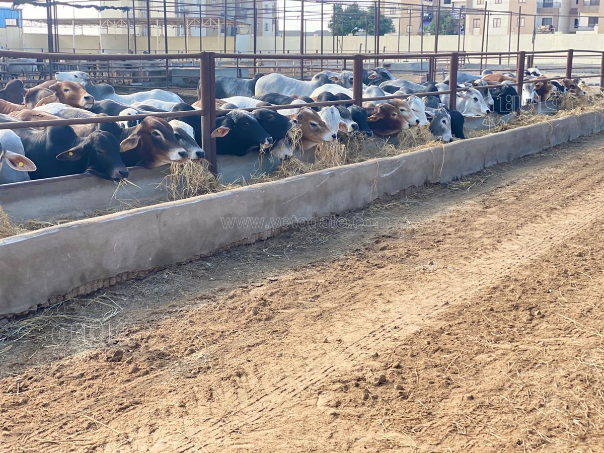 محطة تسمين الماشية ببورسعيد تستقبل 300 رأس، فيتو&nbsp;