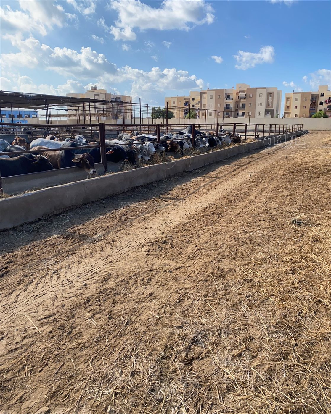 محطة تسمين الماشية ببورسعيد تستقبل 300 رأس، فيتو&nbsp;