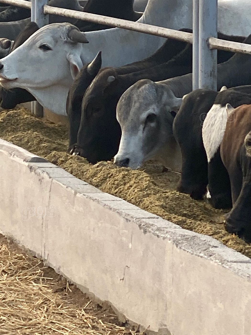 محطة تربية الماشية ببورسعيد، فيتو&nbsp;