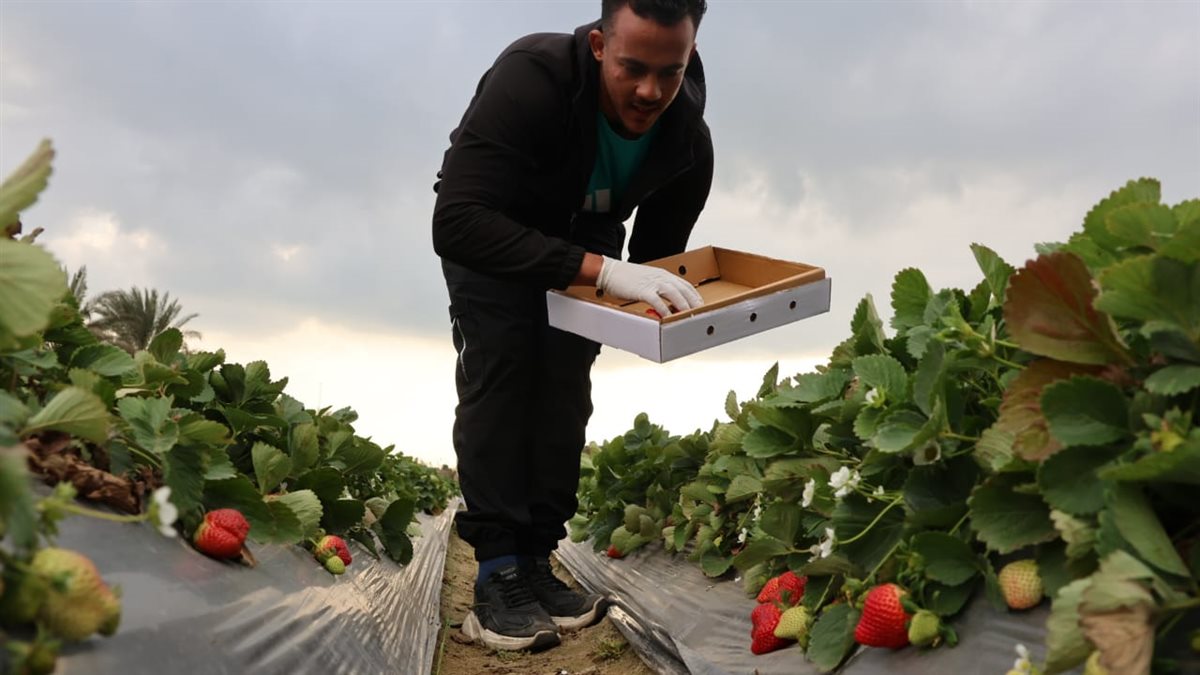 جانب من الجولة،فيتو