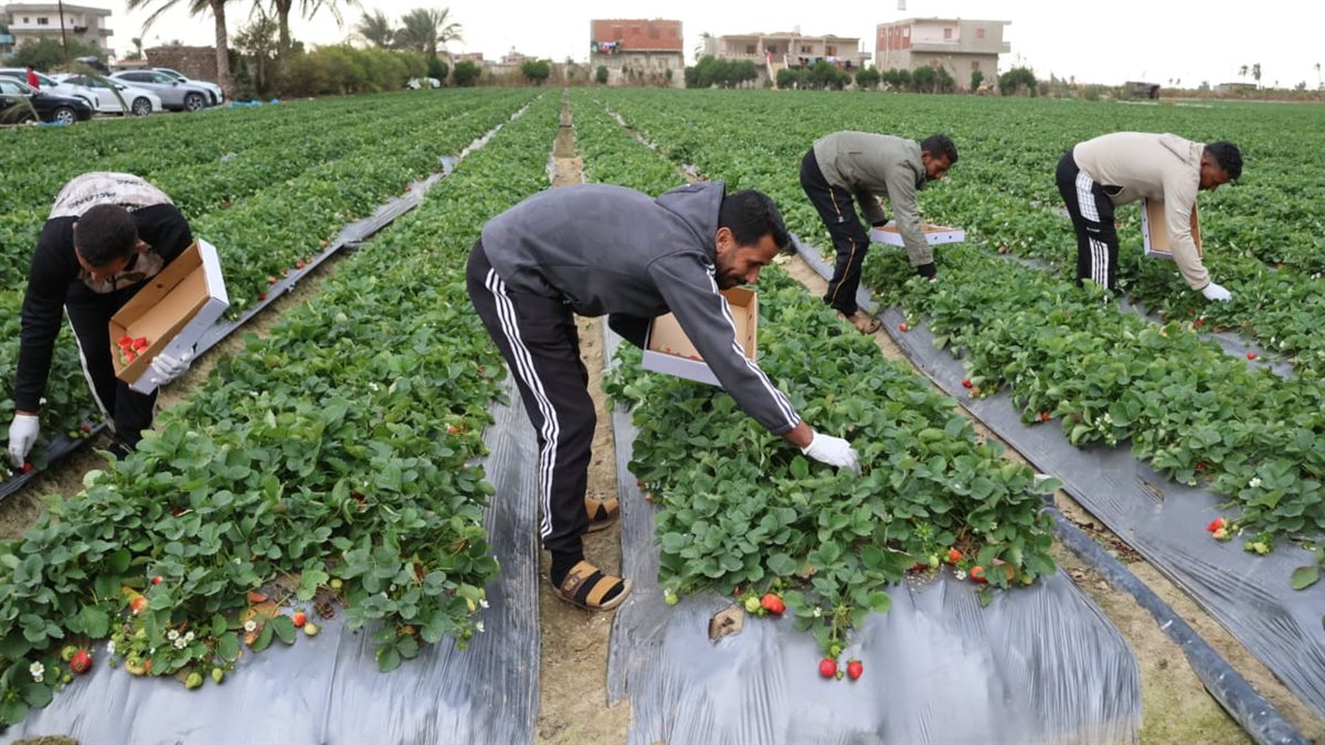 جانب من الجولة،فيتو