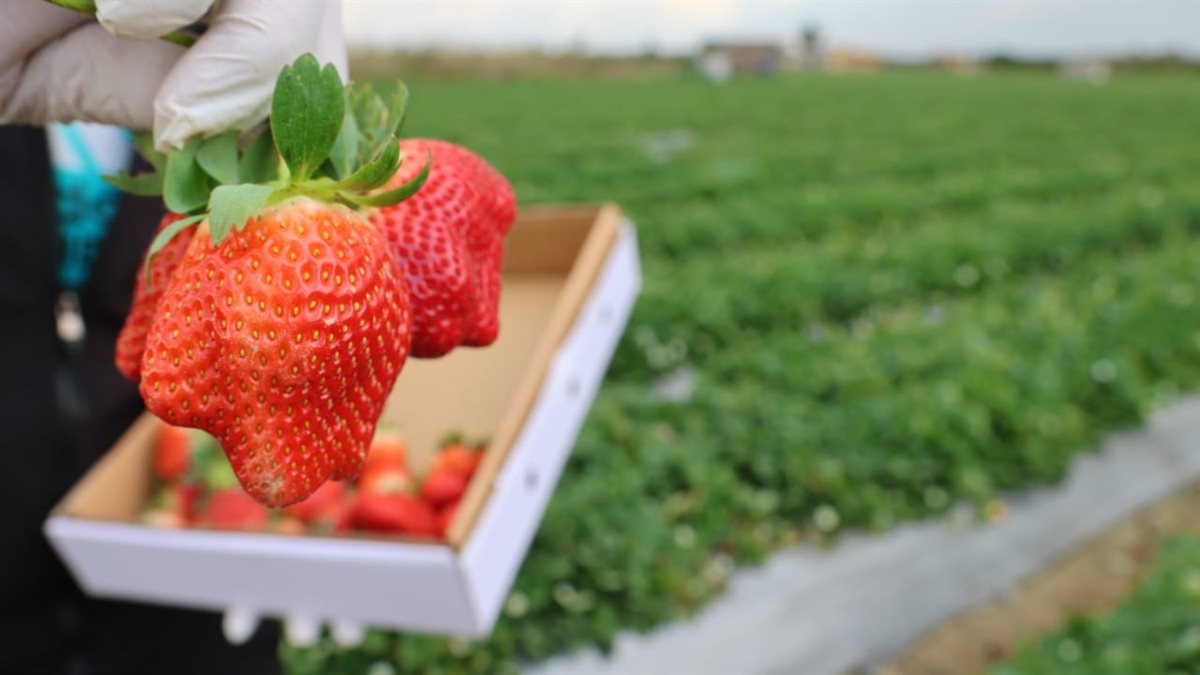 جانب من الجولة،فيتو