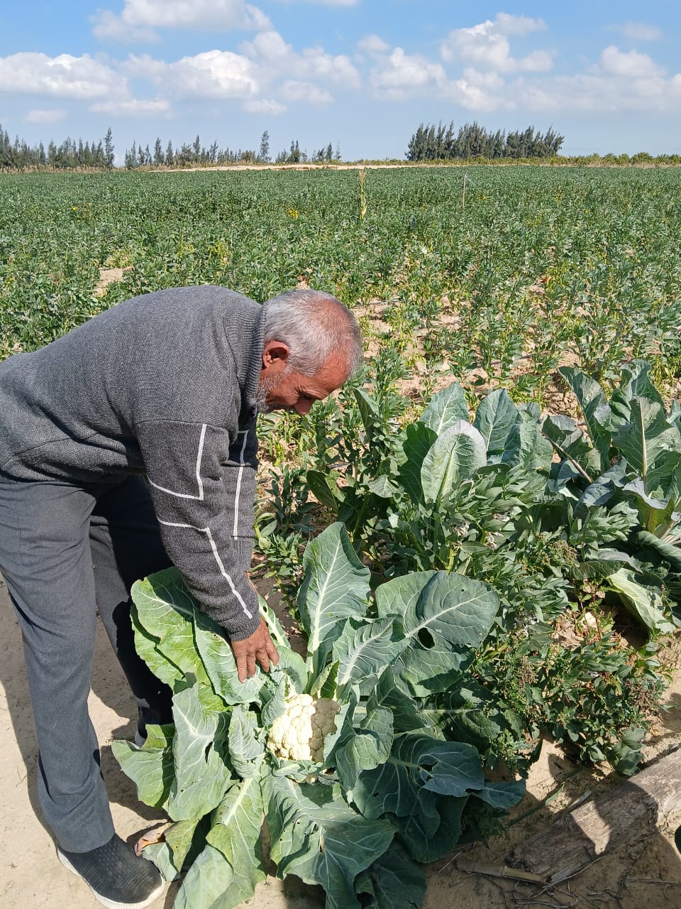 جانب من متابعة المحاصيل الحقلية، فيتو