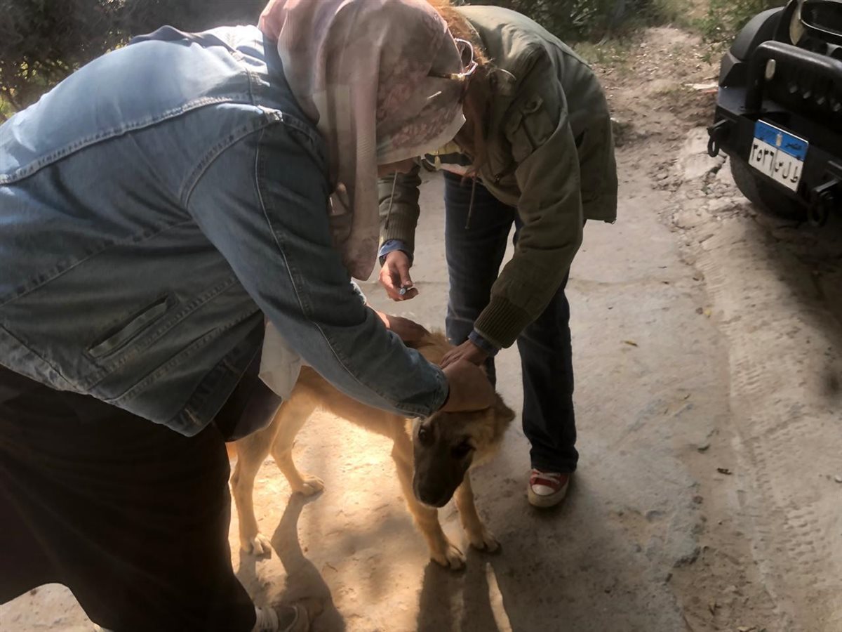 جانب من فاعليات الحملة،فيتو