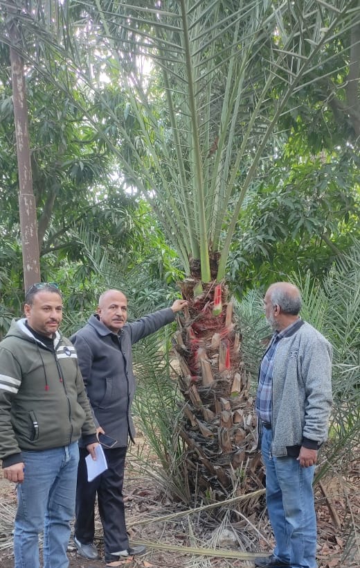 جانب من المرور على زراعات الإسماعيلية، فيتو