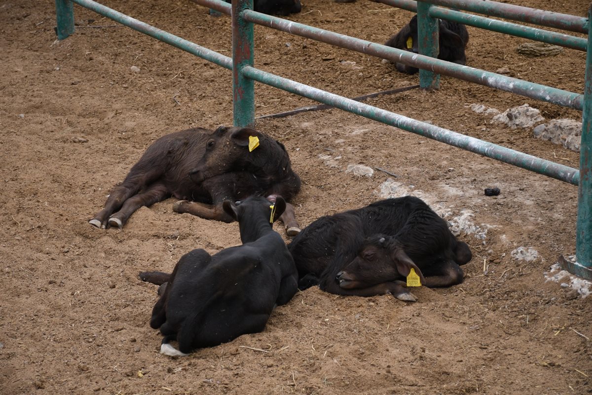 جانب من الجولة، فيتو