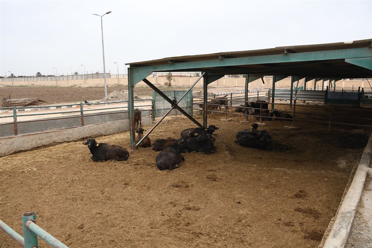 جانب من الجولة، فيتو