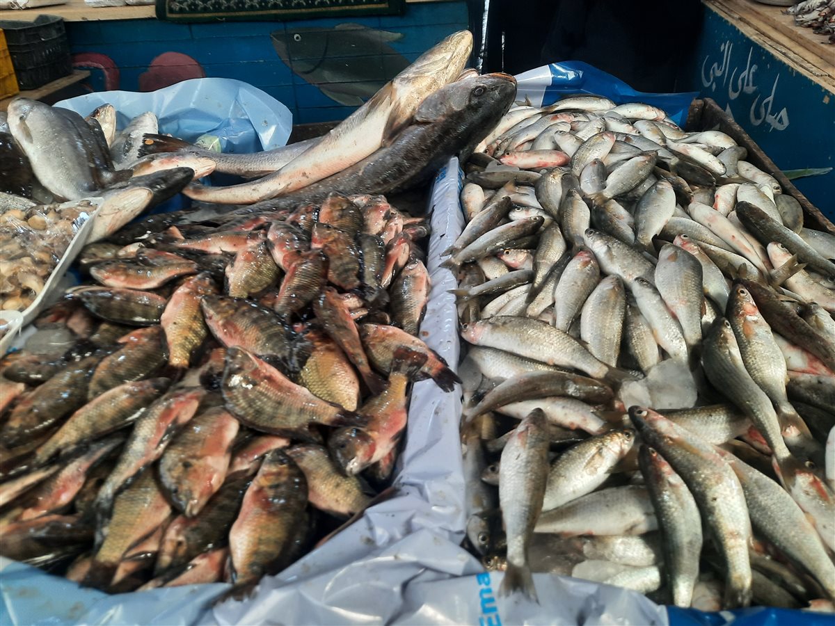 الأسماك بسوق السمك بالإسماعيلية، فيتو