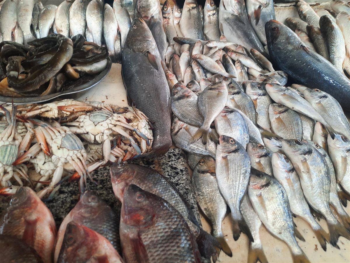 الأسماك بسوق السمك بالإسماعيلية، فيتو