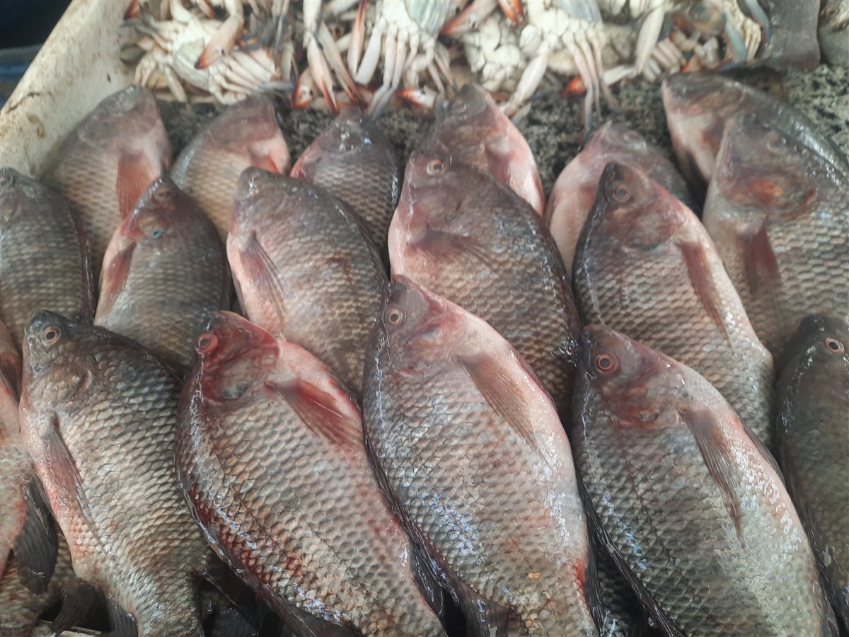 الأسماك بسوق السمك بالإسماعيلية، فيتو