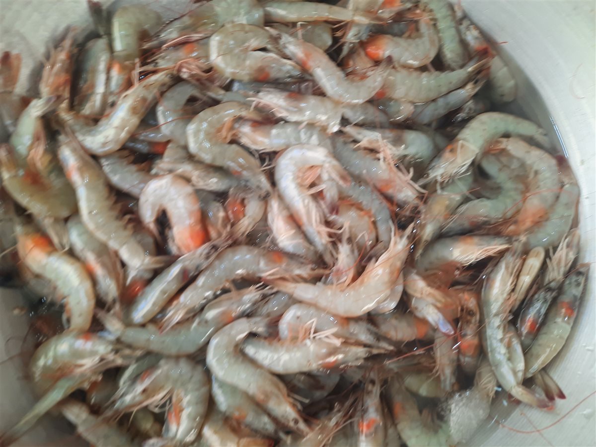 الأسماك بسوق السمك بالإسماعيلية، فيتو