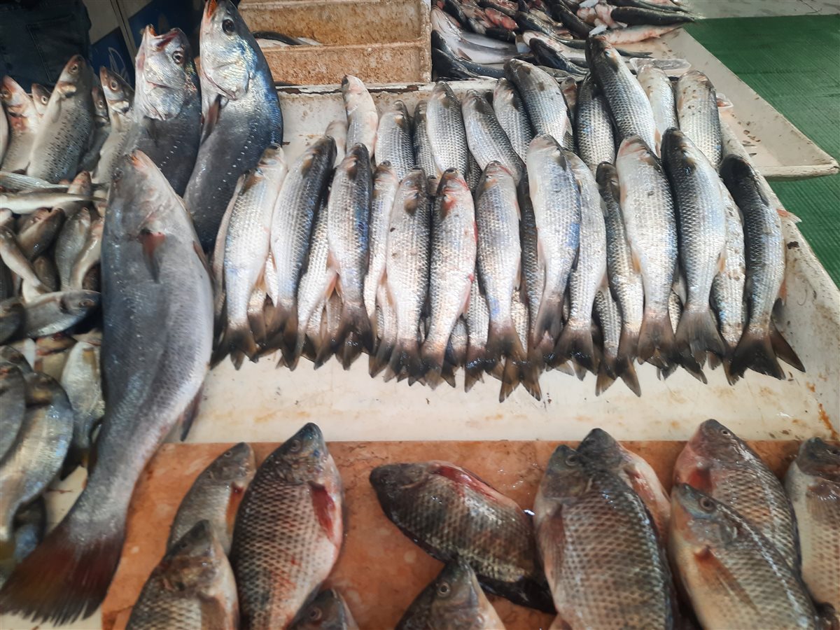 الأسماك بسوق السمك بالإسماعيلية، فيتو