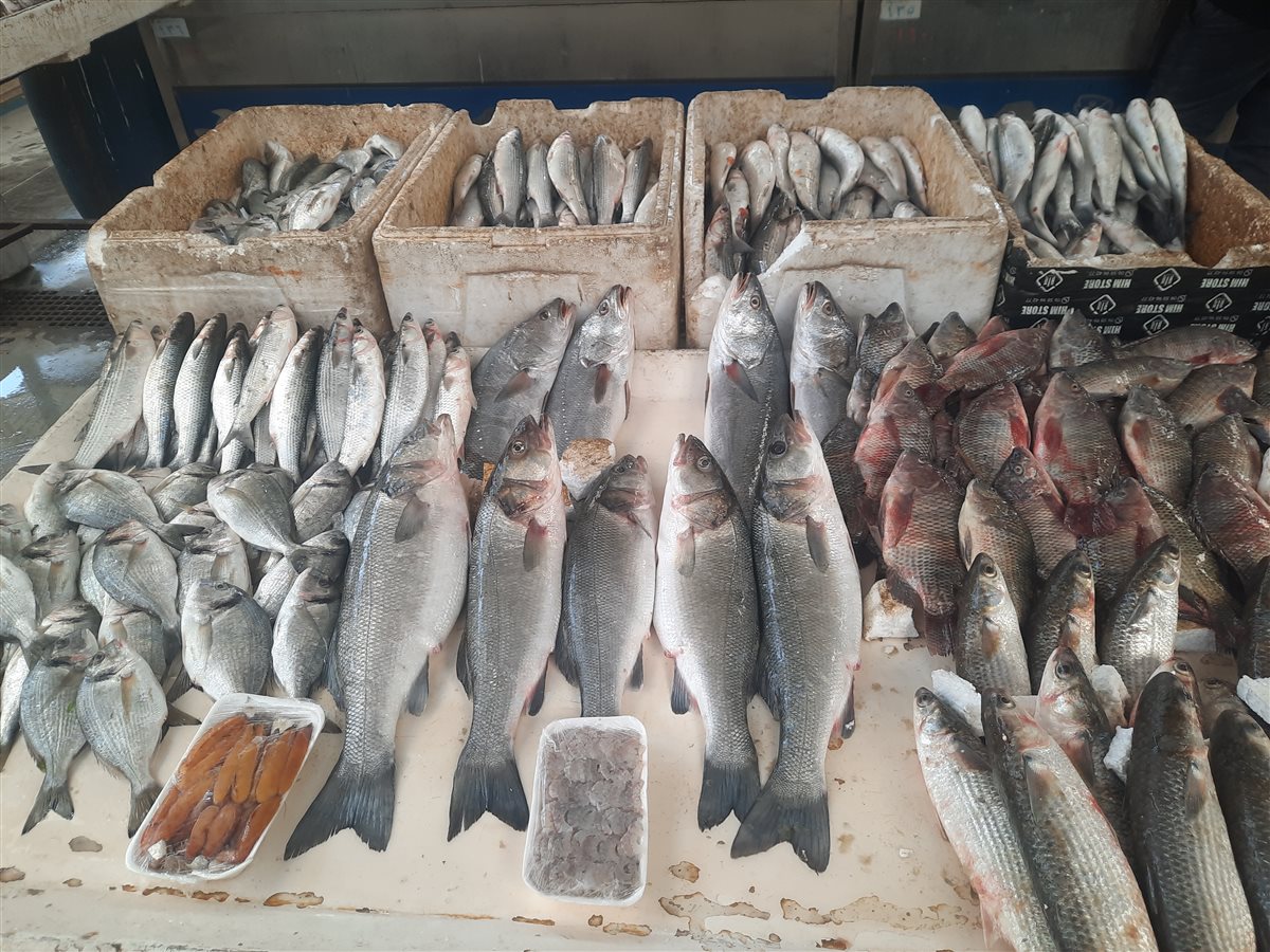 الأسماك بسوق السمك بالإسماعيلية، فيتو