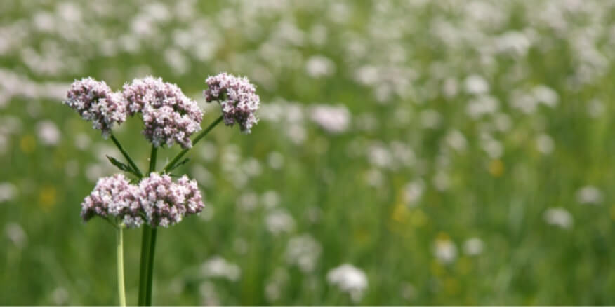 فوائد النادرين&nbsp;