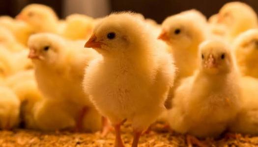 أسعار الكتكوت اليوم، فيتو