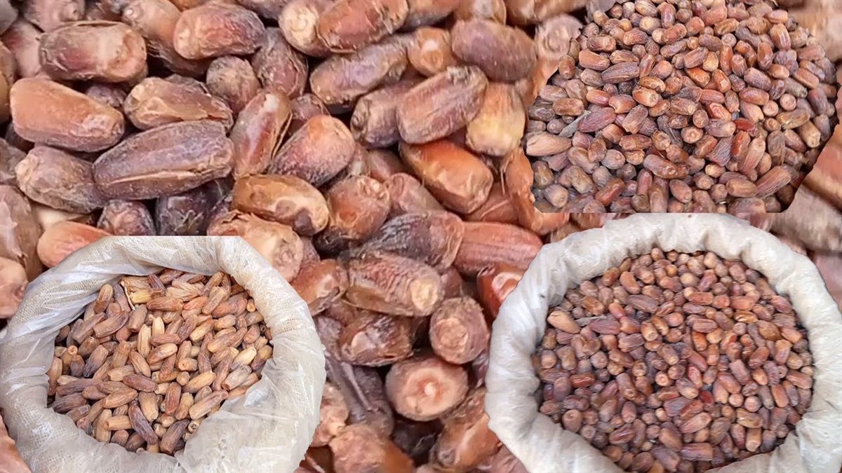 سعر البلح اليوم، فيتو