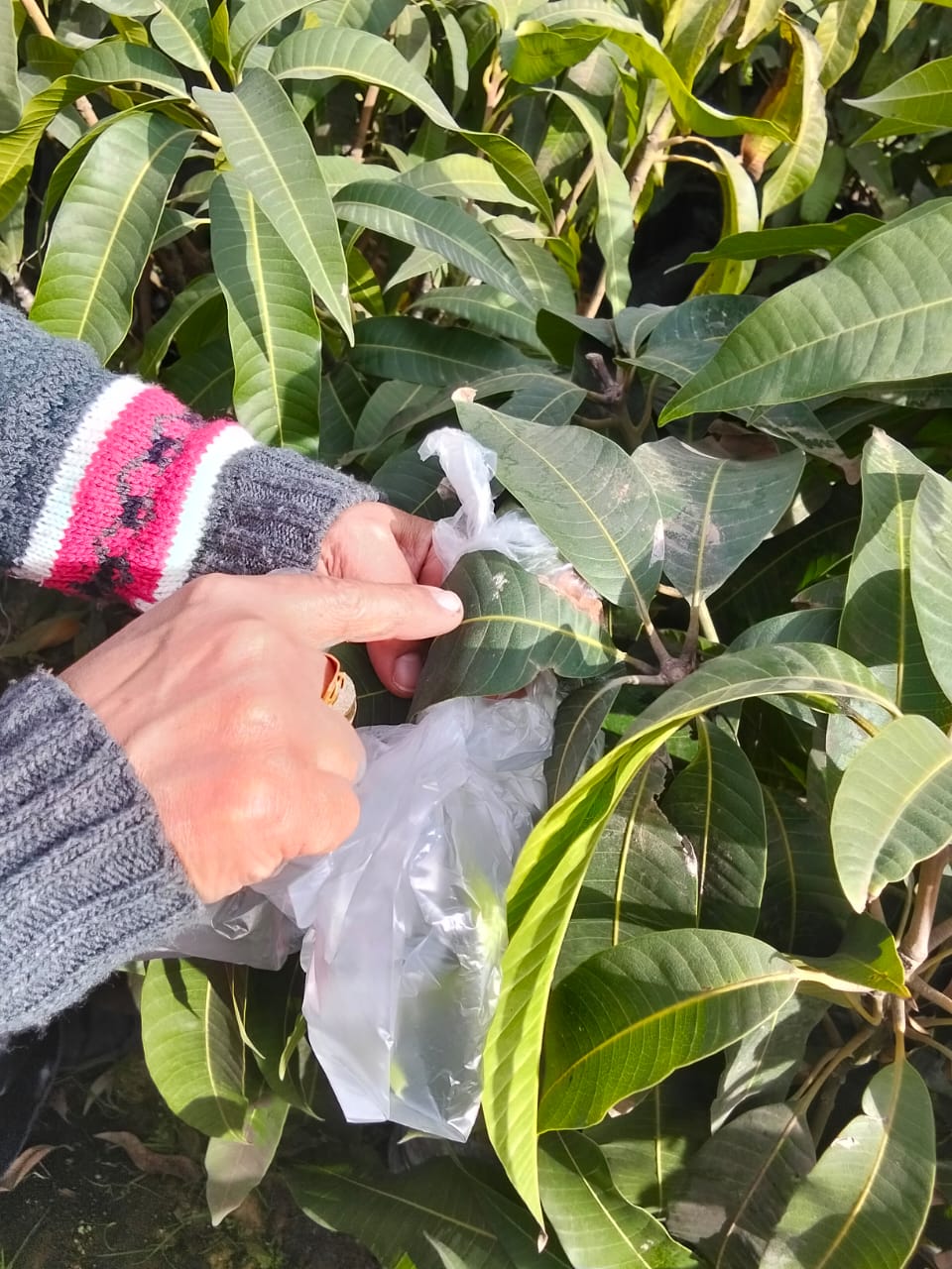 جانب من فاعليات قافلة الإصحاح البيئي، فيتو