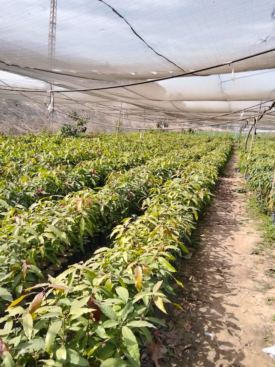 جانب من فاعليات قافلة الإصحاح البيئي، فيتو