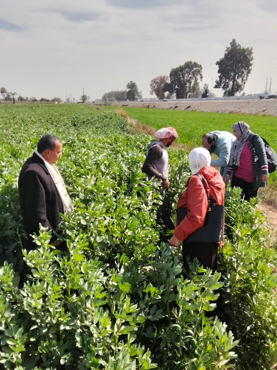 جانب من فاعليات قافلة الإصحاح البيئي، فيتو