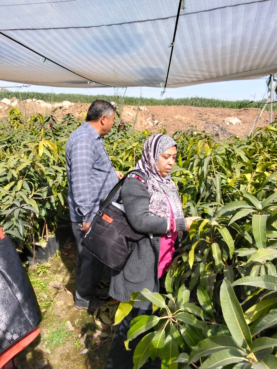 جانب من فاعليات قافلة الإصحاح البيئي، فيتو