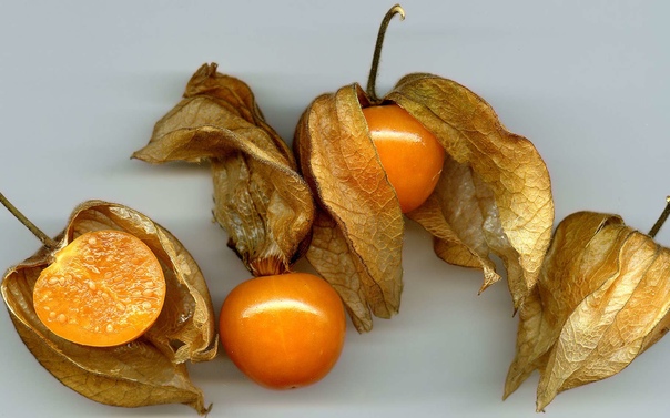 الحرنكش وفوائده