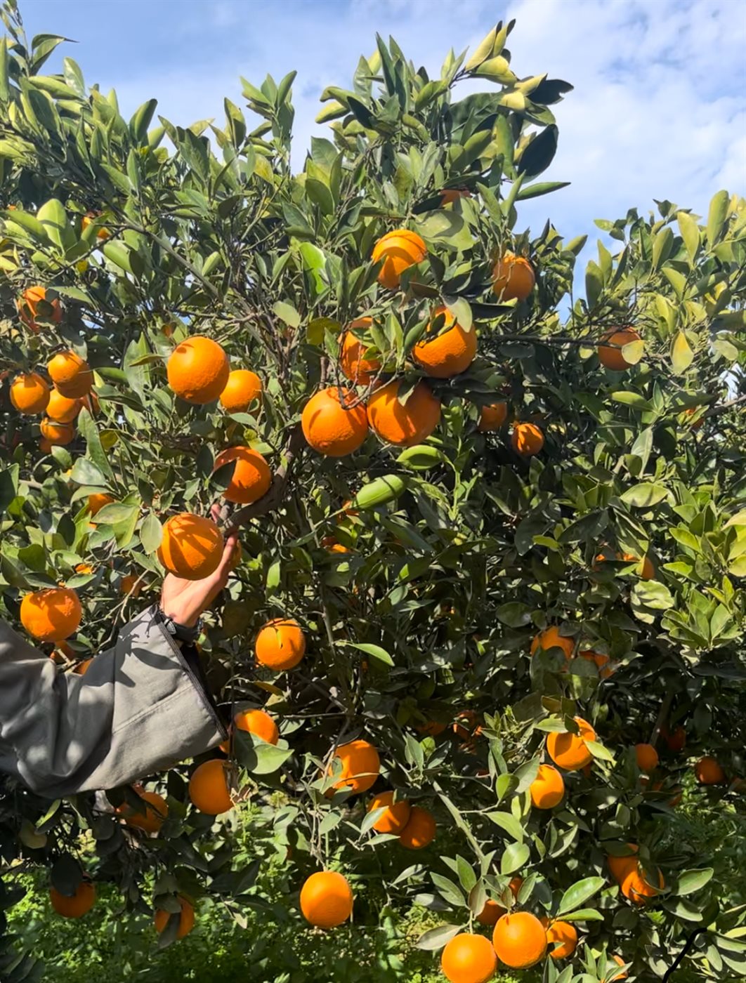 حصاد محصول البرتقال بالبحيرة، فيتو