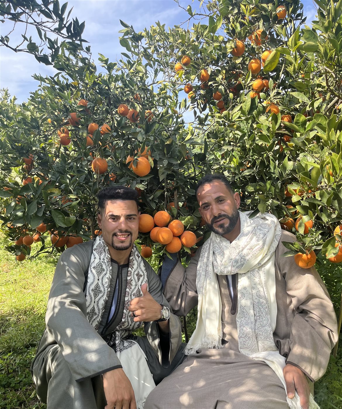 حصاد محصول البرتقال بالبحيرة، فيتو