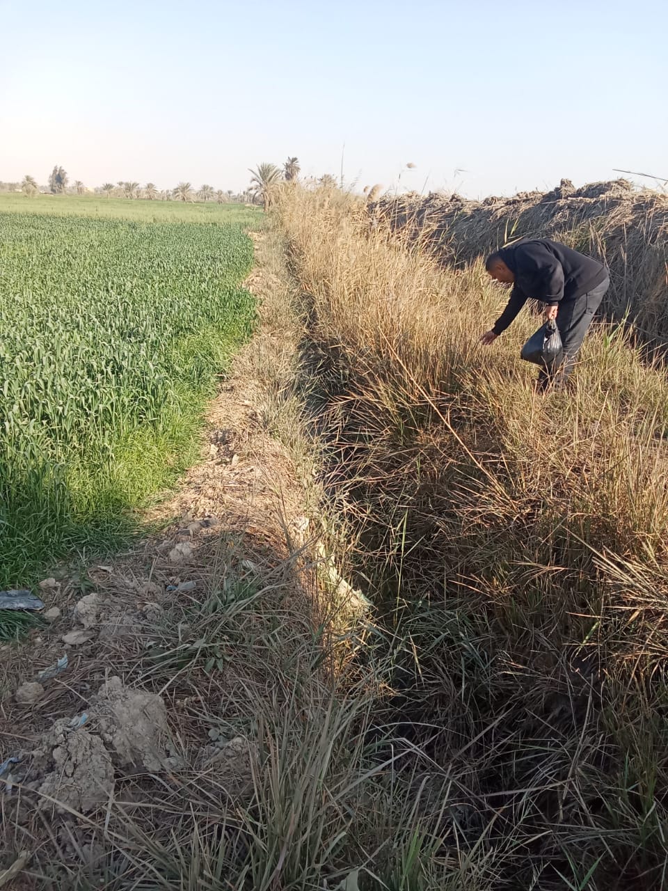زراعة الفيوم تطلق موجة جديدة من حملة مكافحة القوارض