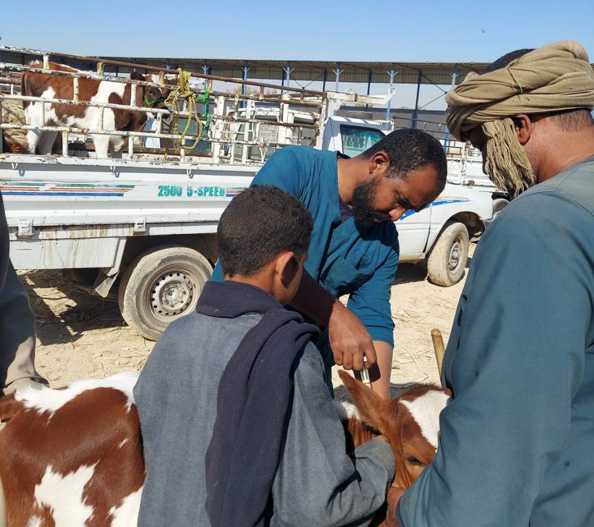 حملات لمديرية الطب البيطري على الأسواق بأسوان