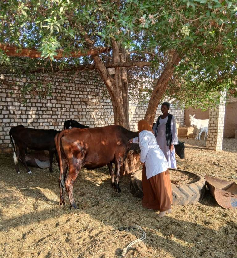 حملات لمديرية الطب البيطري على الأسواق بأسوان