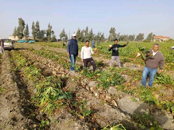 حصاد بنجر السكر بالإسماعيلية، فيتو