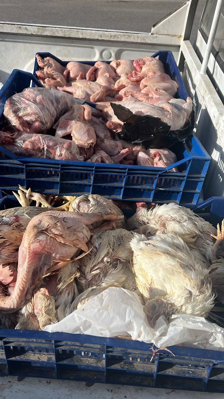 ضبط 42 طن لحوم فاسدة في الجيزة
