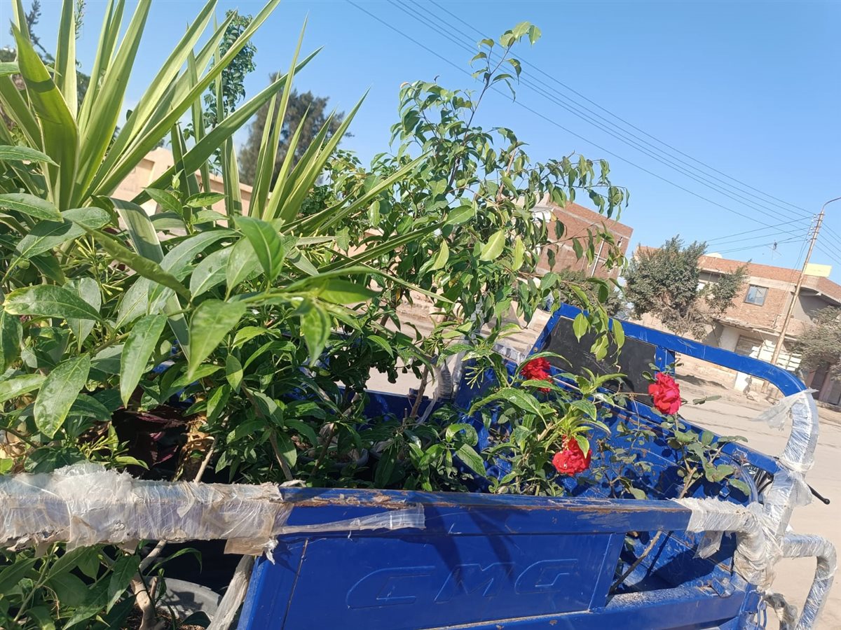 جانب من أعمال تحويل المنطقة العشوائية إلى مسطح أخضر، فيتو