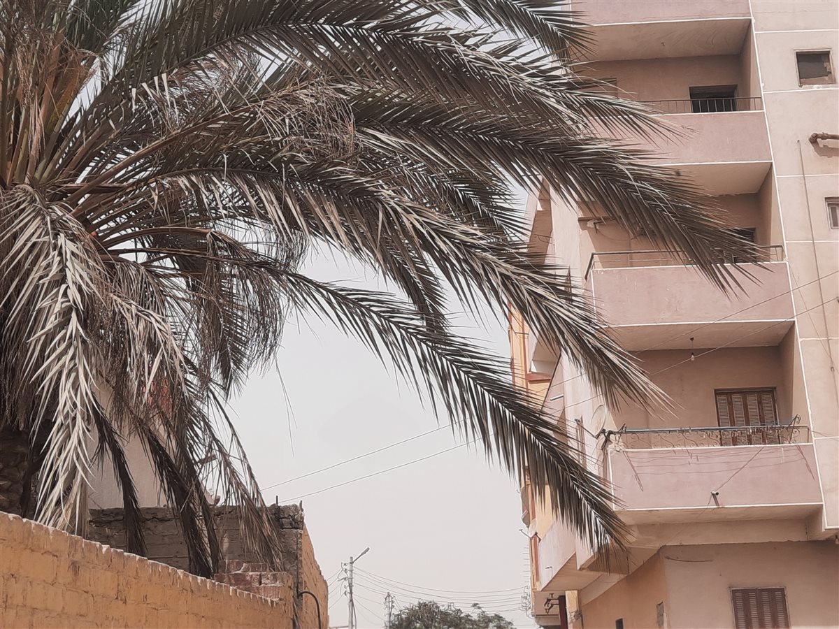 العاصفة الترابية بالإسماعيلية، فيتو