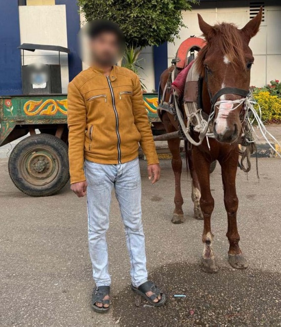 ضبط شخص تعدى بالضرب على حصان يجر عربة كارو في القليوبية