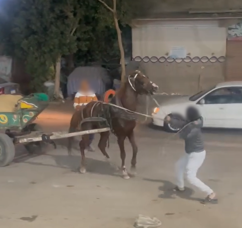 ضبط شخص تعدى بالضرب على حصان يجر عربة كارو في القليوبية